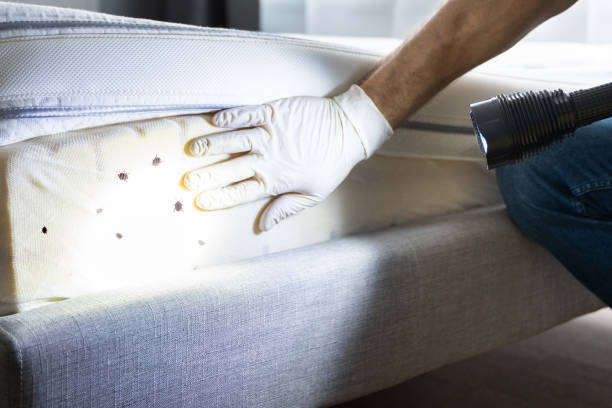 Best Local Pest Control Services  in Erma, NJ